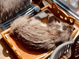  at Cat Cafe in Vilnius