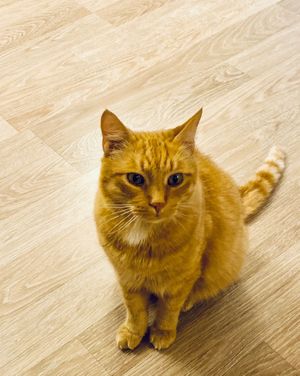  at Cat Cafe in Vilnius