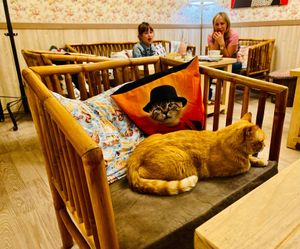  at Cat Cafe in Vilnius
