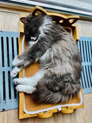  at Cat Cafe in Vilnius