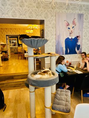  at Cat Cafe in Vilnius