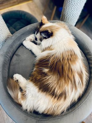  at Cat Cafe in Vilnius