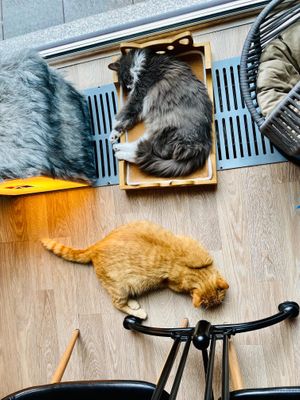  at Cat Cafe in Vilnius