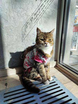  at Cat Cafe in Vilnius