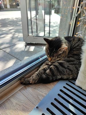  at Cat Cafe in Vilnius