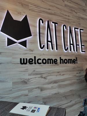 at Cat Cafe in Vilnius