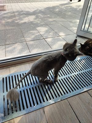  at Cat Cafe in Vilnius