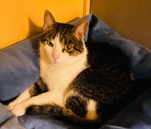  at Cat Cafe in Vilnius