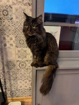  at Cat Cafe in Vilnius