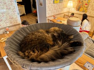  at Cat Cafe in Vilnius