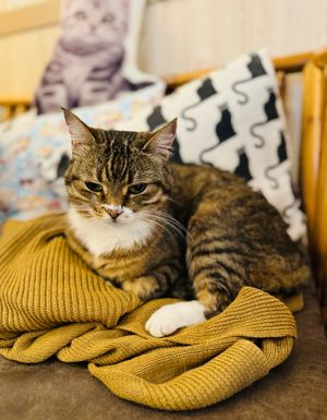  at Cat Cafe in Vilnius