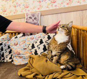  at Cat Cafe in Vilnius