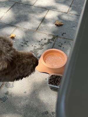 Agüita con hielo para nuestro perro  at El Petit Obrador in Girona