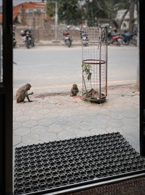 The monkeys come to the door and call for food. They feed them fruit outside sometimes  at Sat Saheb in Kathmandu