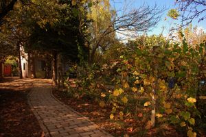 dvorište at Šumska 1 in Sremska Kamenica