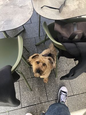 Doggy waiting 😊  at greenhouse Café & PopUp in Esslingen