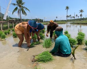  at The Golden Ricefields Karimunjawa in 