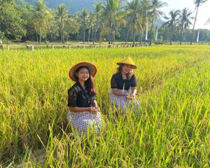  at The Golden Ricefields Karimunjawa in 