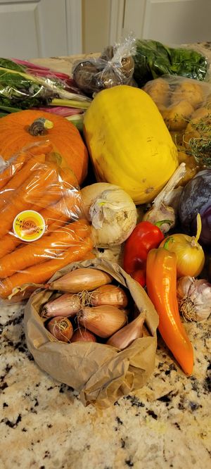 Abundant bin at Heliotrope Organic Farm in Regina