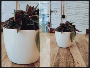 Full Circle Coffee Flower Pots at Full Circle Coffee in Ghent