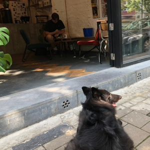 The lovely dog of friends lying in front during the summer. at Full Circle Coffee in Ghent