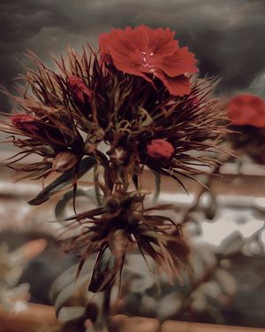 A nearby flower on a  cloudy day. at Full Circle Coffee in Ghent