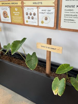 Taro Plants  at Holey Grail Donuts - Santa Monica in Santa Monica