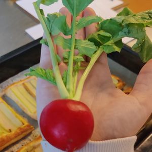 Fresh radish from farmers market at Klorofüll in Tallinn