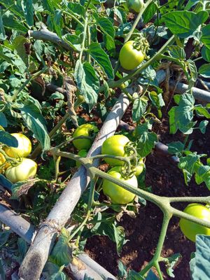 El futuro del restaurante at Restaurante Diverso Trinitario in Trinidad