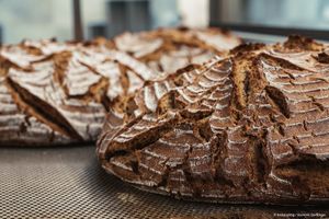 Krustav  at brotsüchtig in Linz