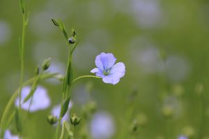 Living by the rythm of nature.   On this quiet eco place.  Vegan  & veggie meals available. at In Motion in Bertree