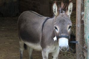 Donkeys have a unique presence, a zen-like grounded quality. at In Motion in Bertree