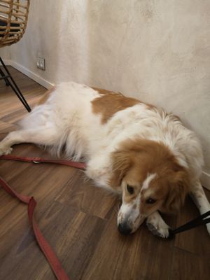 Dog friendly space at Vita Rama in Sofia
