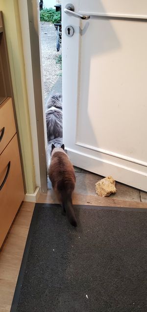 "" at Katzentempel - Erlangen in Erlangen