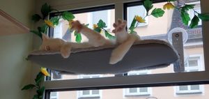 "" at Katzentempel - Erlangen in Erlangen