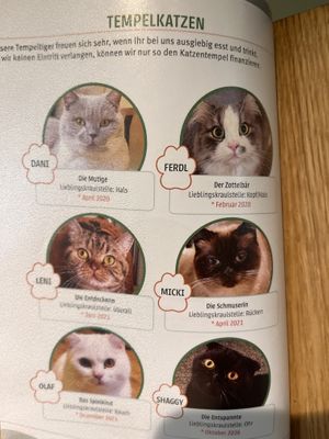   at Katzentempel - Erlangen in Erlangen