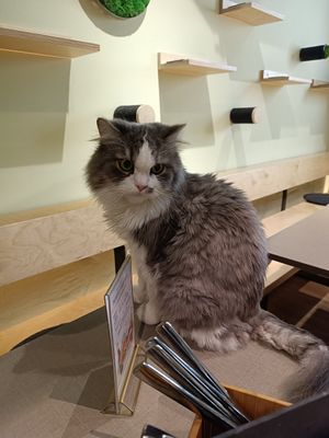 one of the cuties at Katzentempel - Erlangen in Erlangen