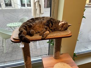   at Katzentempel - Erlangen in Erlangen