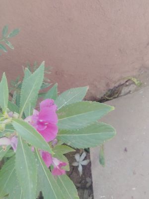 Blossom flower 🌹 at Chhotaram Prajapat's Homestay in Jodhpur