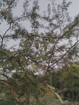 Kumatiya plant at Chhotaram Prajapat's Homestay in Jodhpur