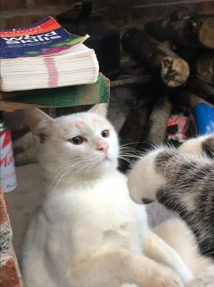  at Thong Dong 2 - Vegan Friendly Kitchen in Lao Cai