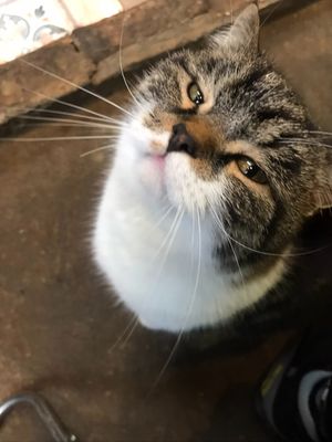  at Thong Dong 2 - Vegan Friendly Kitchen in Lao Cai