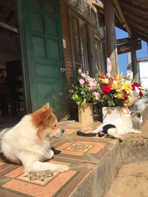  at Thong Dong 2 - Vegan Friendly Kitchen in Lao Cai