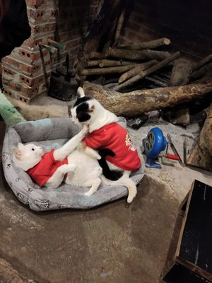  at Thong Dong 2 - Vegan Friendly Kitchen in Lao Cai