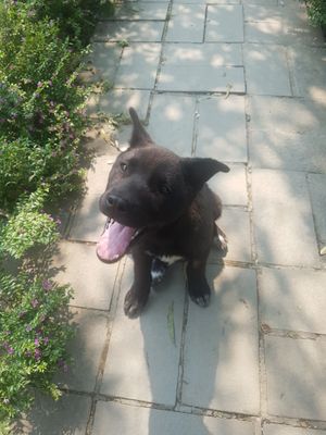  at Thong Dong 2 - Vegan Friendly Kitchen in Lao Cai