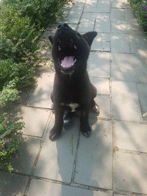  at Thong Dong 2 - Vegan Friendly Kitchen in Lao Cai