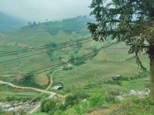 at Thong Dong 2 - Vegan Friendly Kitchen in Lao Cai