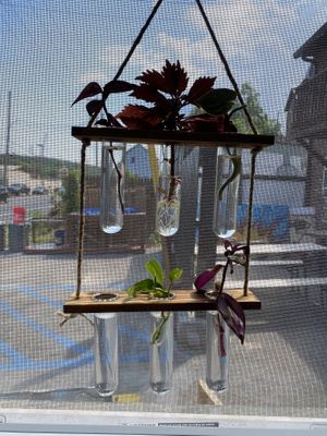 Plants  at Blackbird Infoshop & Cafe in Kingston