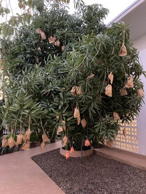 Mature mango tree  at Kina Kind Cuisine in Pattaya