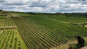 Our most important single-vineyard, Ried Laa. Chalky, sandy soil. 8000 vines per hectare are planted (double of normal Austrian density). at Weingut Setzer in Hohenwarth
